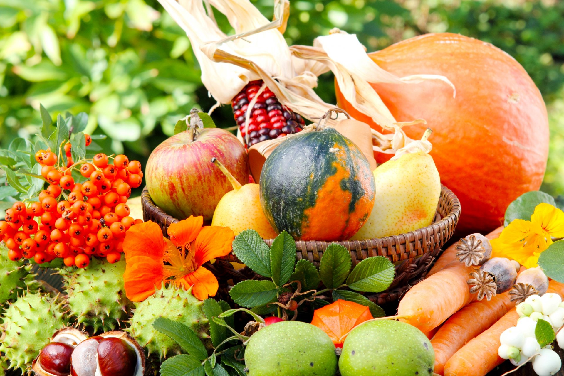 calabaza maíz zanahoria verduras manzanas peras cesta castañas amapola serbal naturaleza verdes flores otoño