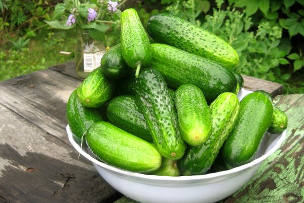 Un sacco di cetrioli in una ciotola bianca