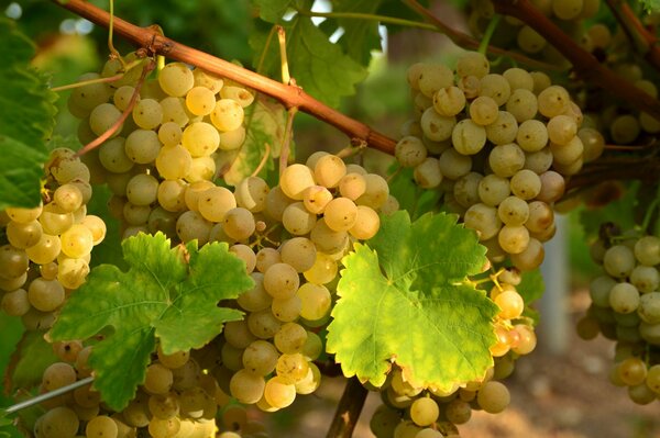 Kiście białych winogron z liśćmi