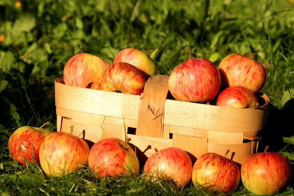 Cestino autunnale con mele in natura