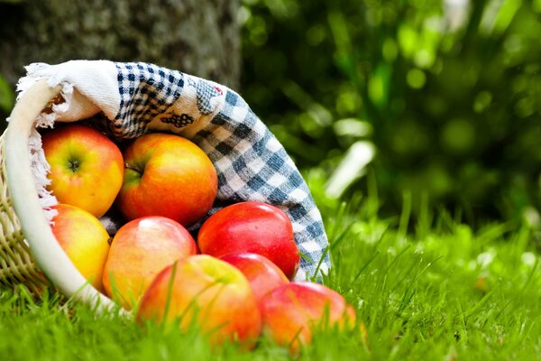 Panier avec des pommes repose sur l herbe