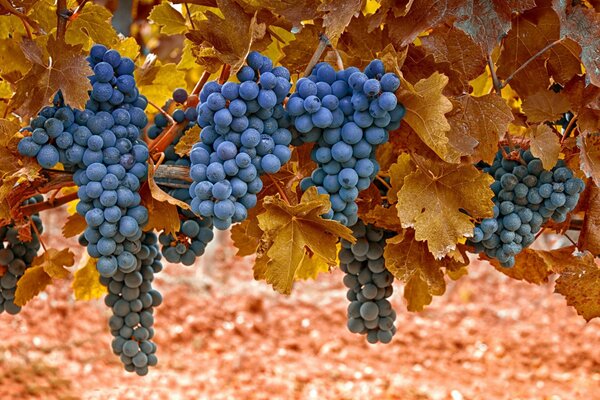 Bunches of ripe grapes with leaves