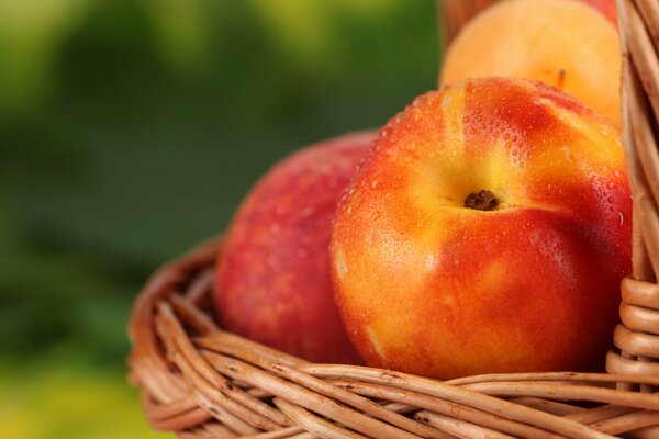 Basket of ripe juicy nectarines