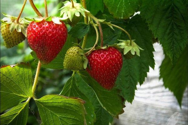 Strawberries on a bush with leaves