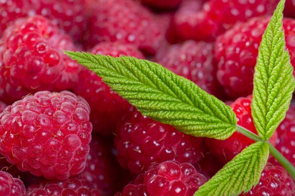 Raspberry berry with a leaf