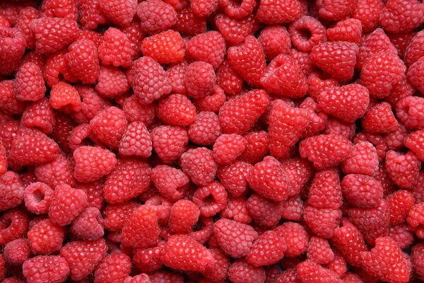 Ripe juicy raspberries