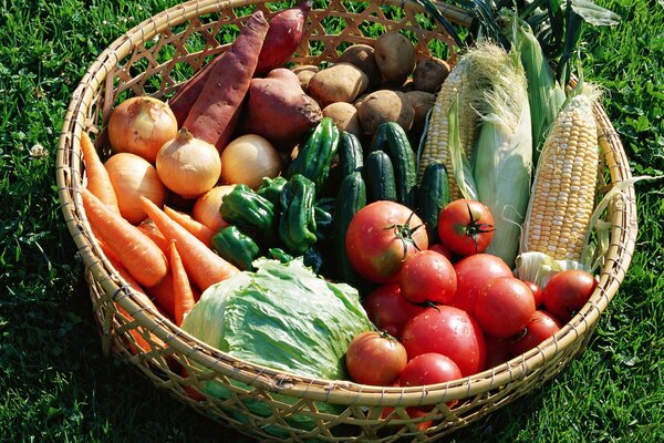 Basket with seasonal vegetables on the green grass