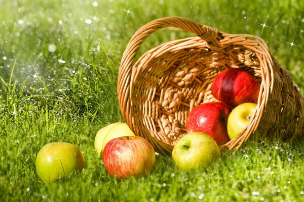 Basket with scattered apples on the green grass on a sunny day