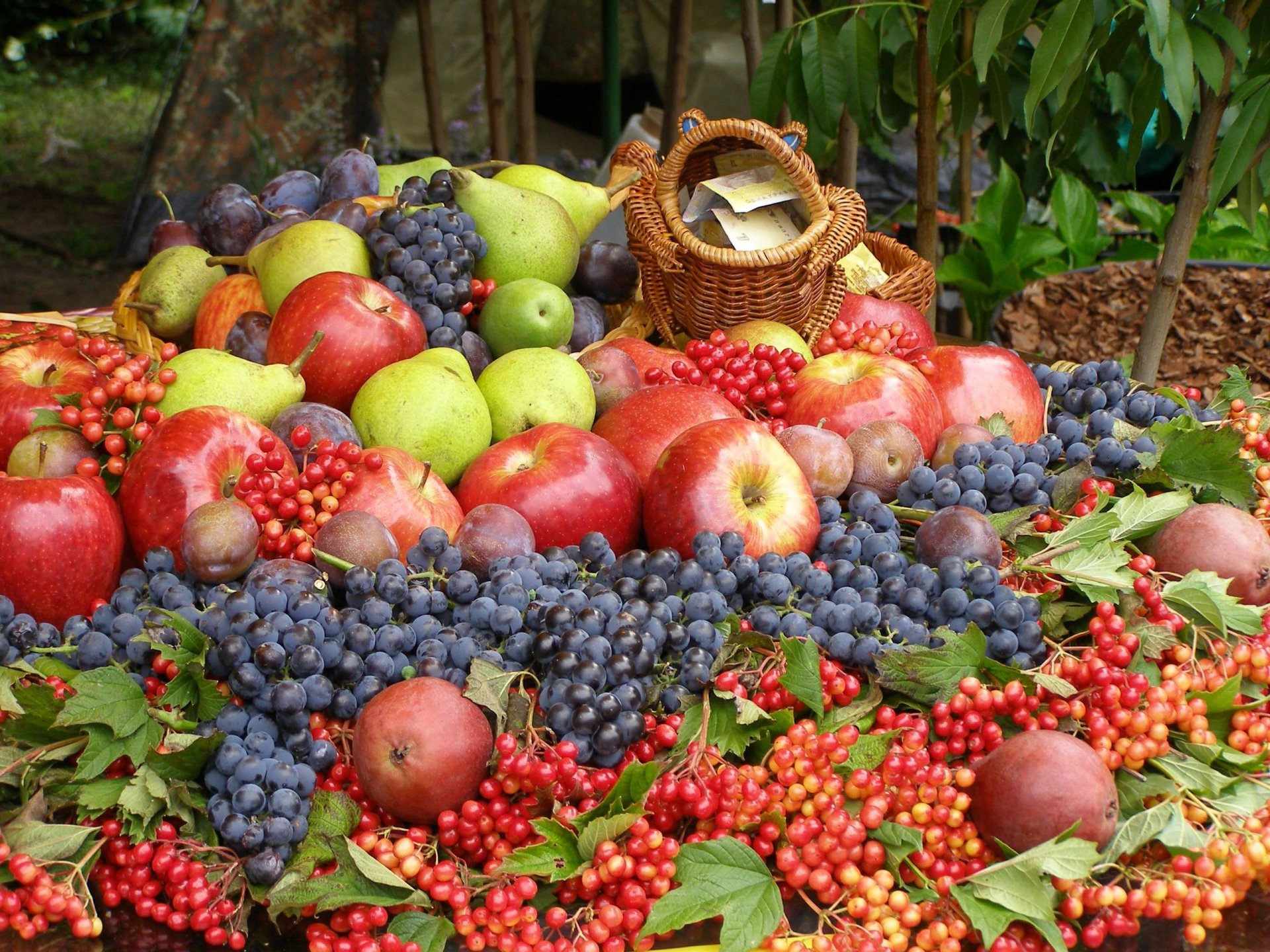 viburnum trauben äpfel birnen pflaumen beeren obst ernte