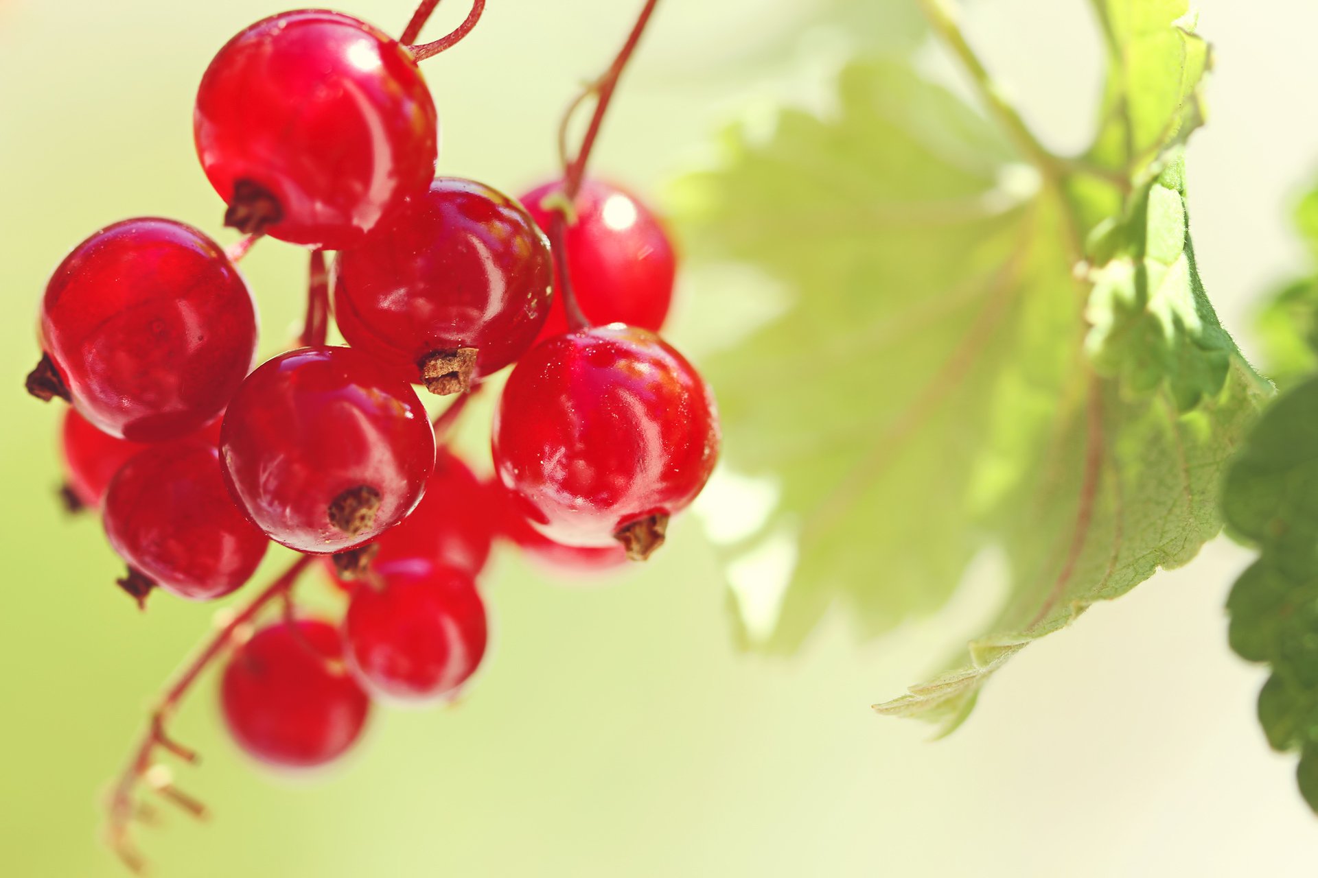 currant red bunch leaf leaf summer nature macro food