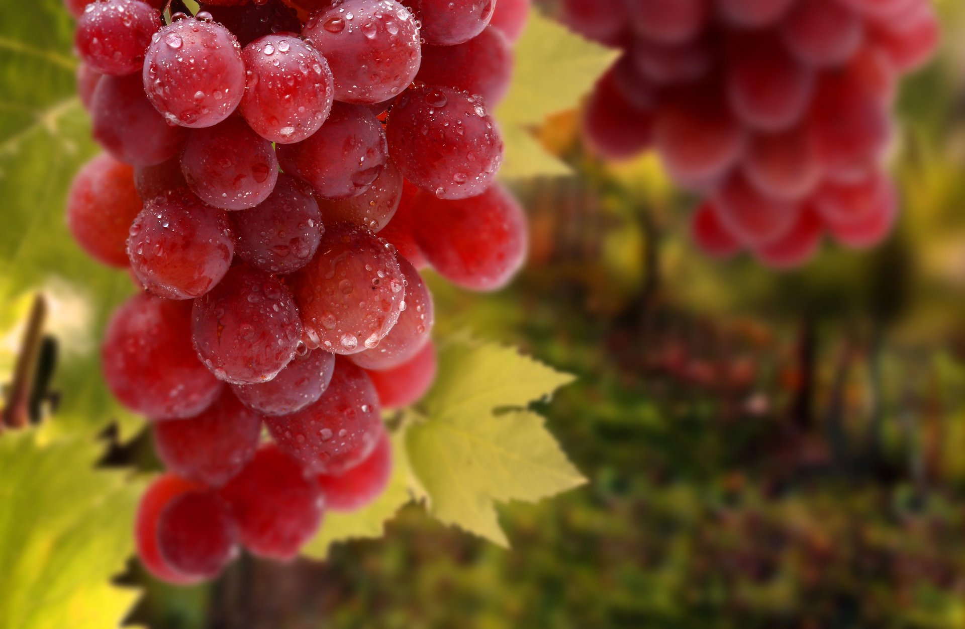 bunch of grapes leaves drop