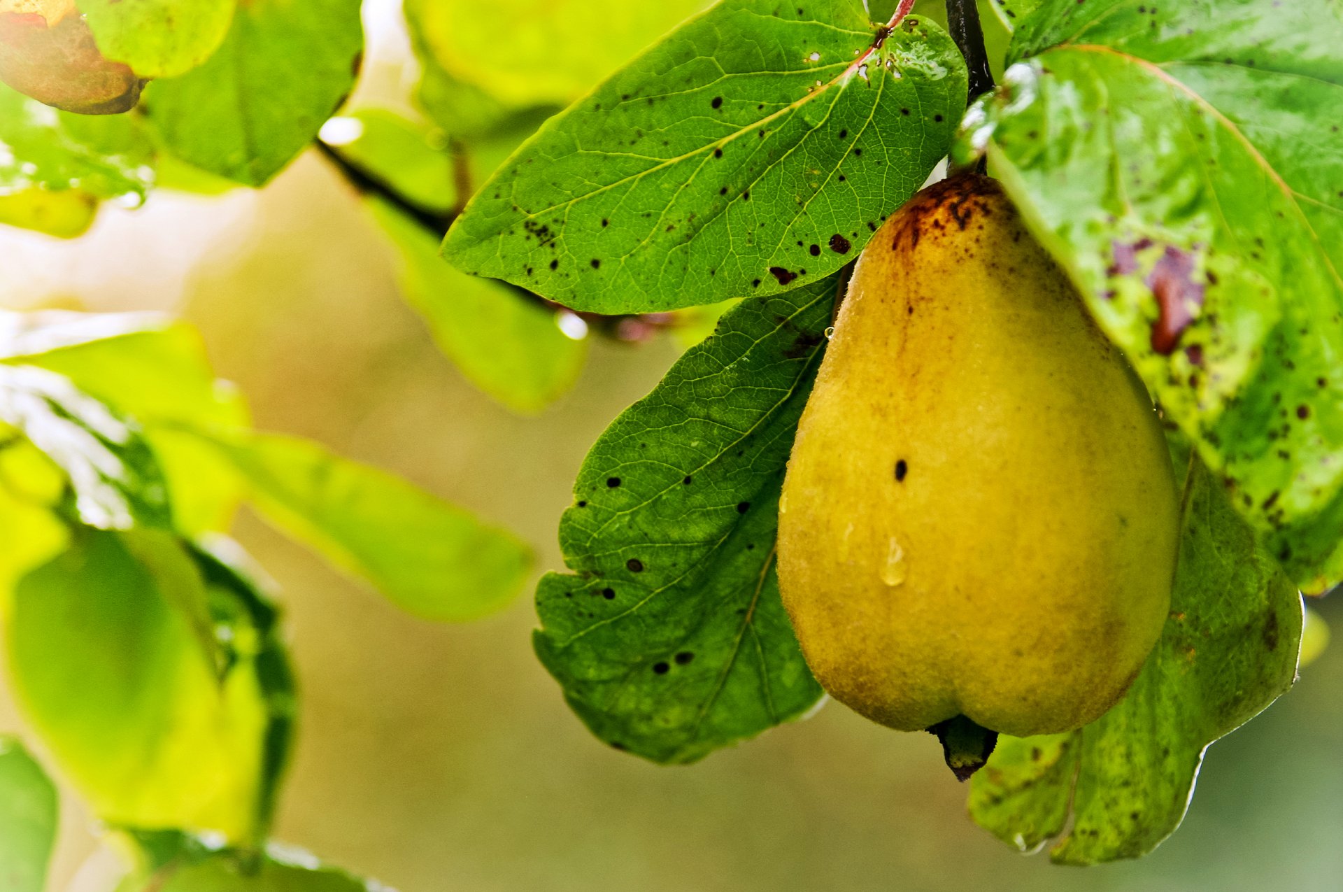 poire mûre branche feuillage