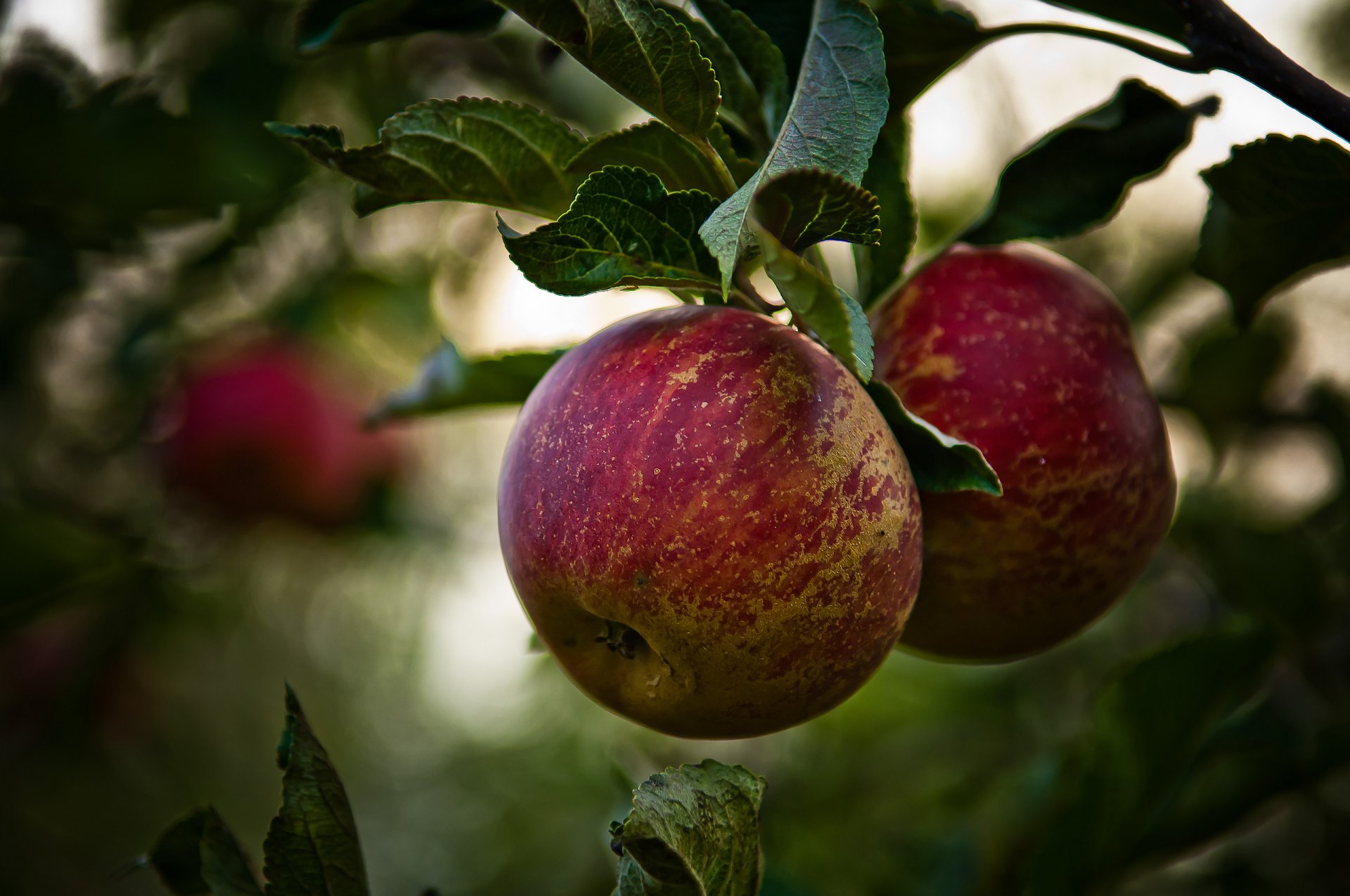 obst äpfel apfelbaum baum zweige laub