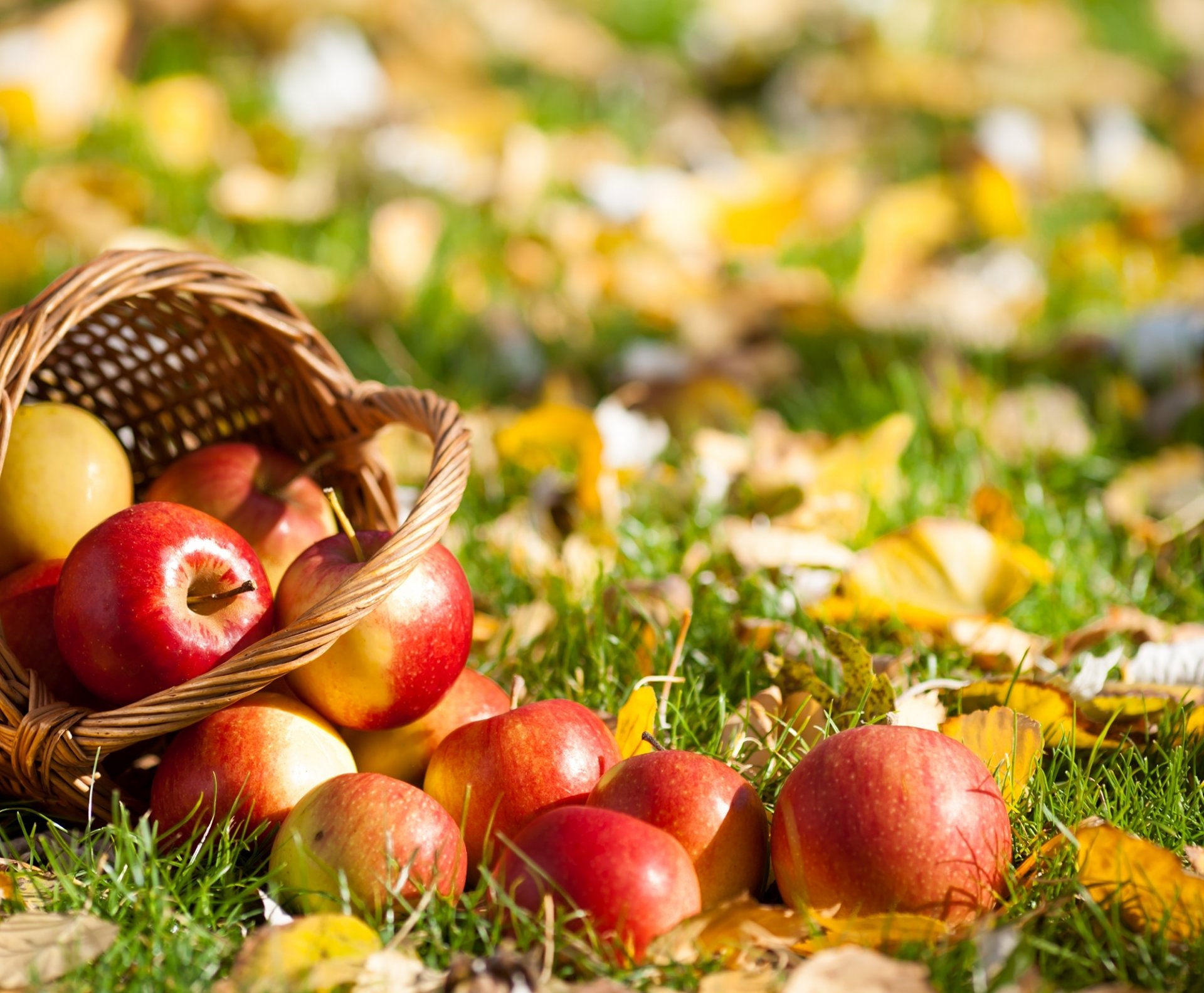 hopping apples fruits grass leave