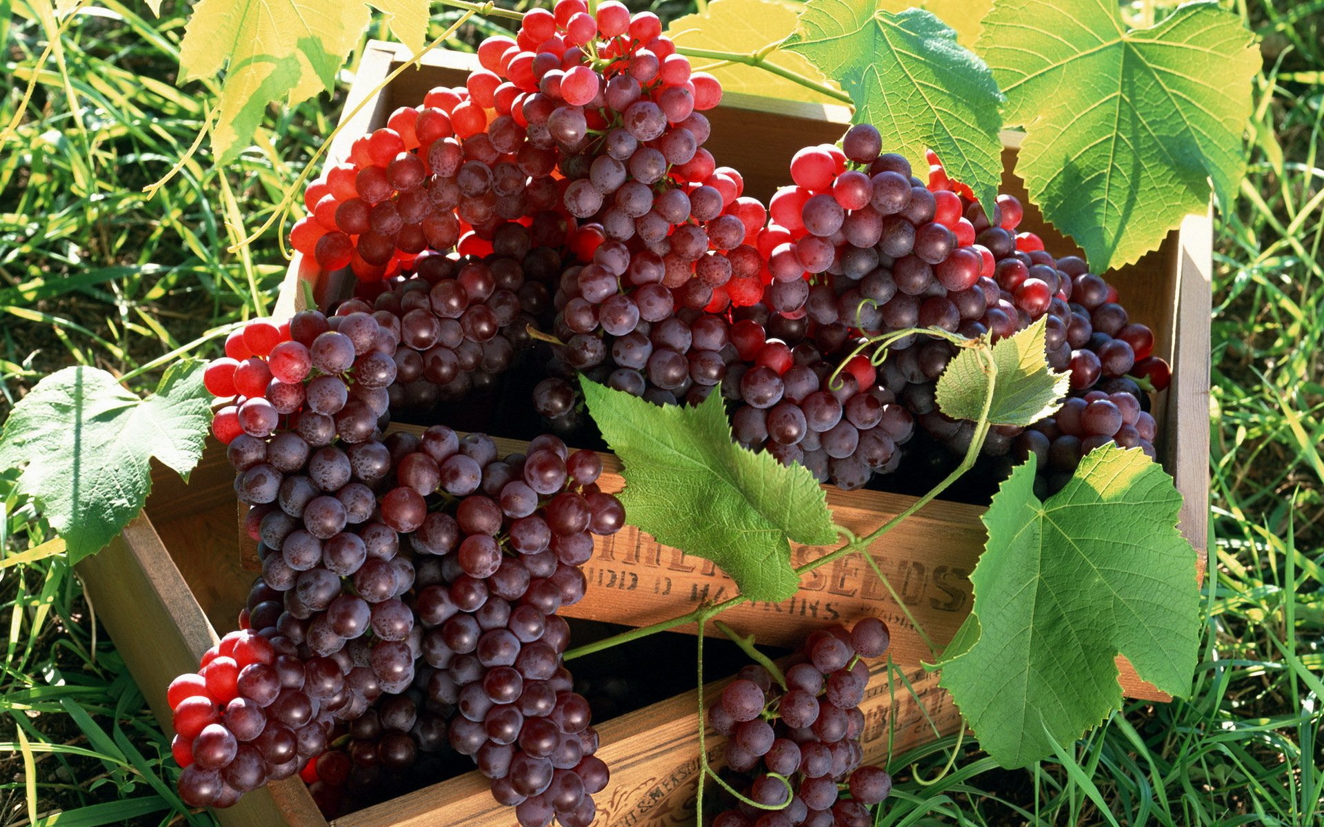 raisins rouge grappes dans une boîte feuilles