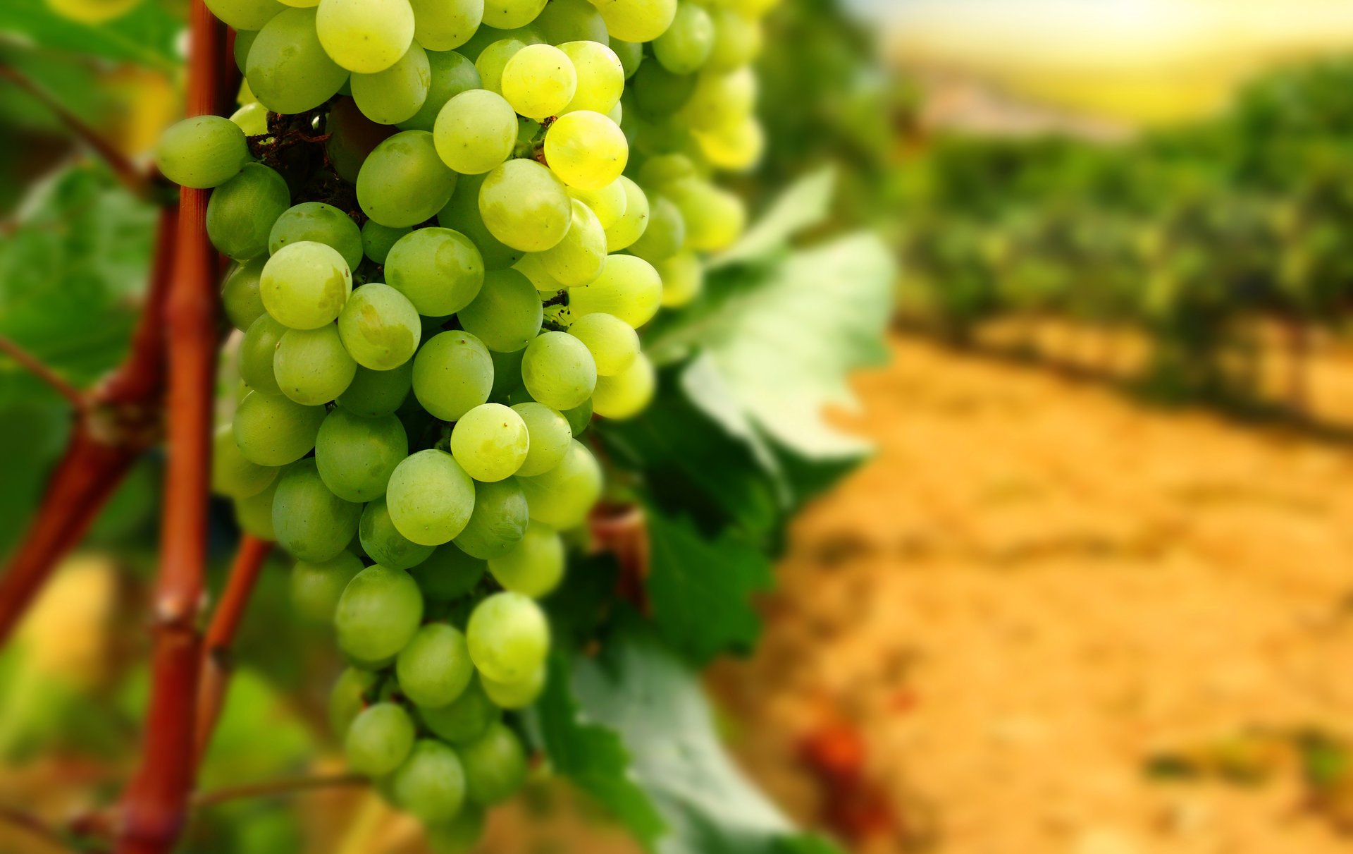 grappe raisin vigne feuilles branches