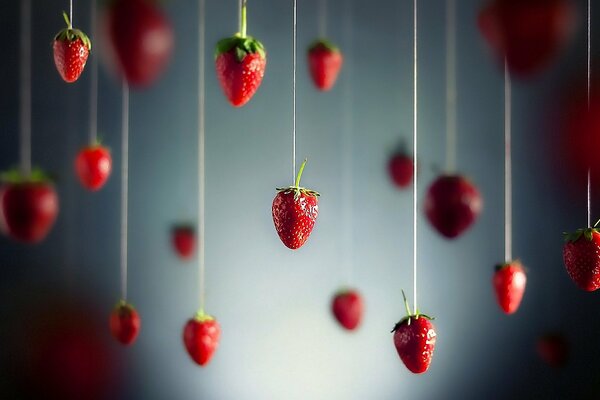 Strawberries are suspended on threads