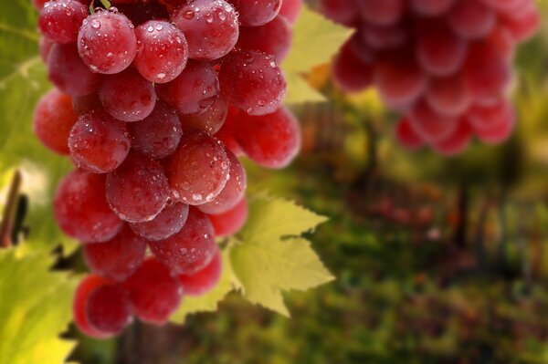 Bunches of grapes in dewdrops