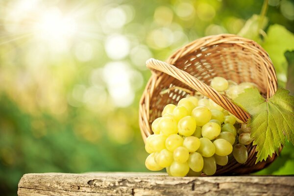 Basket and grapes. Natural materials