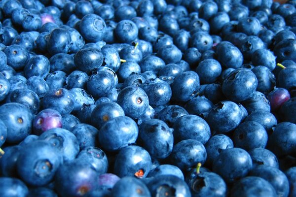 Eine reiche Ernte von Blaubeeren