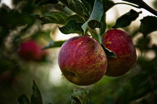 Nouvelles pommes rouges juvéniles