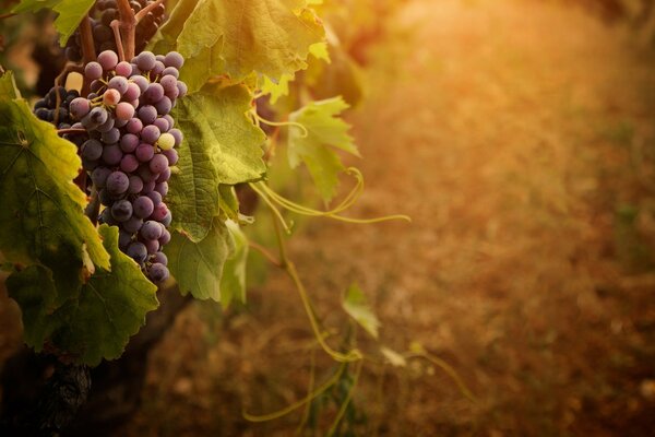 Racimo de uvas en una rama