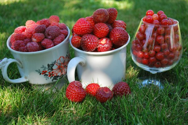 En la hierba, dos tazas y un vaso de bayas. En un tazón de fresas, en el otro frambuesas, y en un vaso de grosella roja