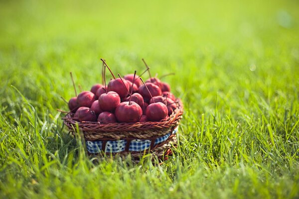 Panier d été avec des pommes sur l herbe