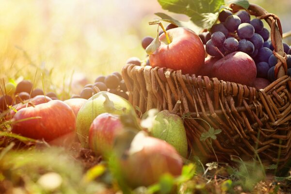 Panier avec des pommes et des raisins sur l herbe