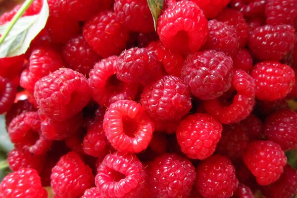 Framboises rouges appétissantes