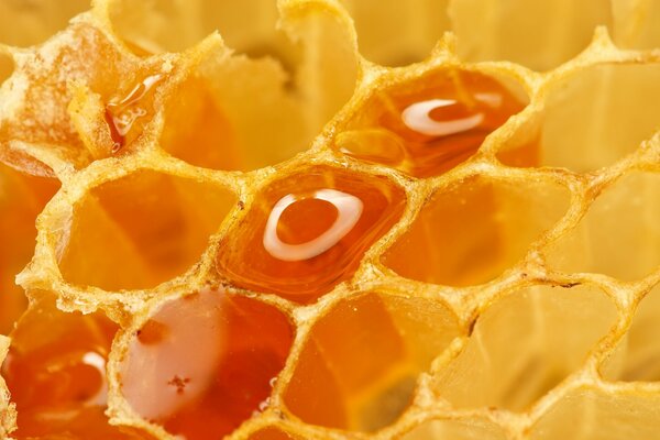 Bee yellow honey in honeycombs