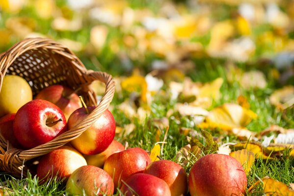 Scattered apples on grass and leaves