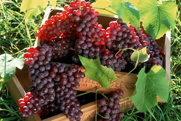 Bunches of red grapes in boxes with leaves