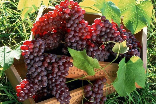 Racimos de uvas rojas en cajas de hojas