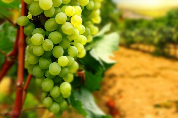 A ripe bunch of grapes growing in a vineyard