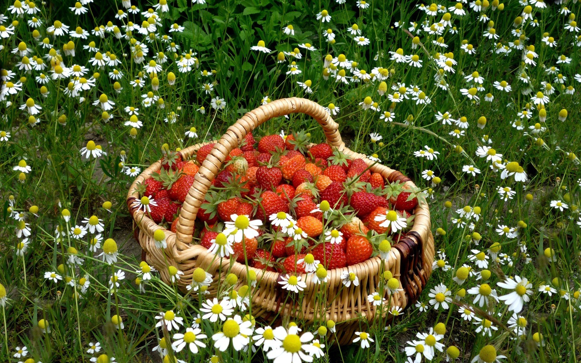 fond herbe marguerites panier rouge fraise nourriture