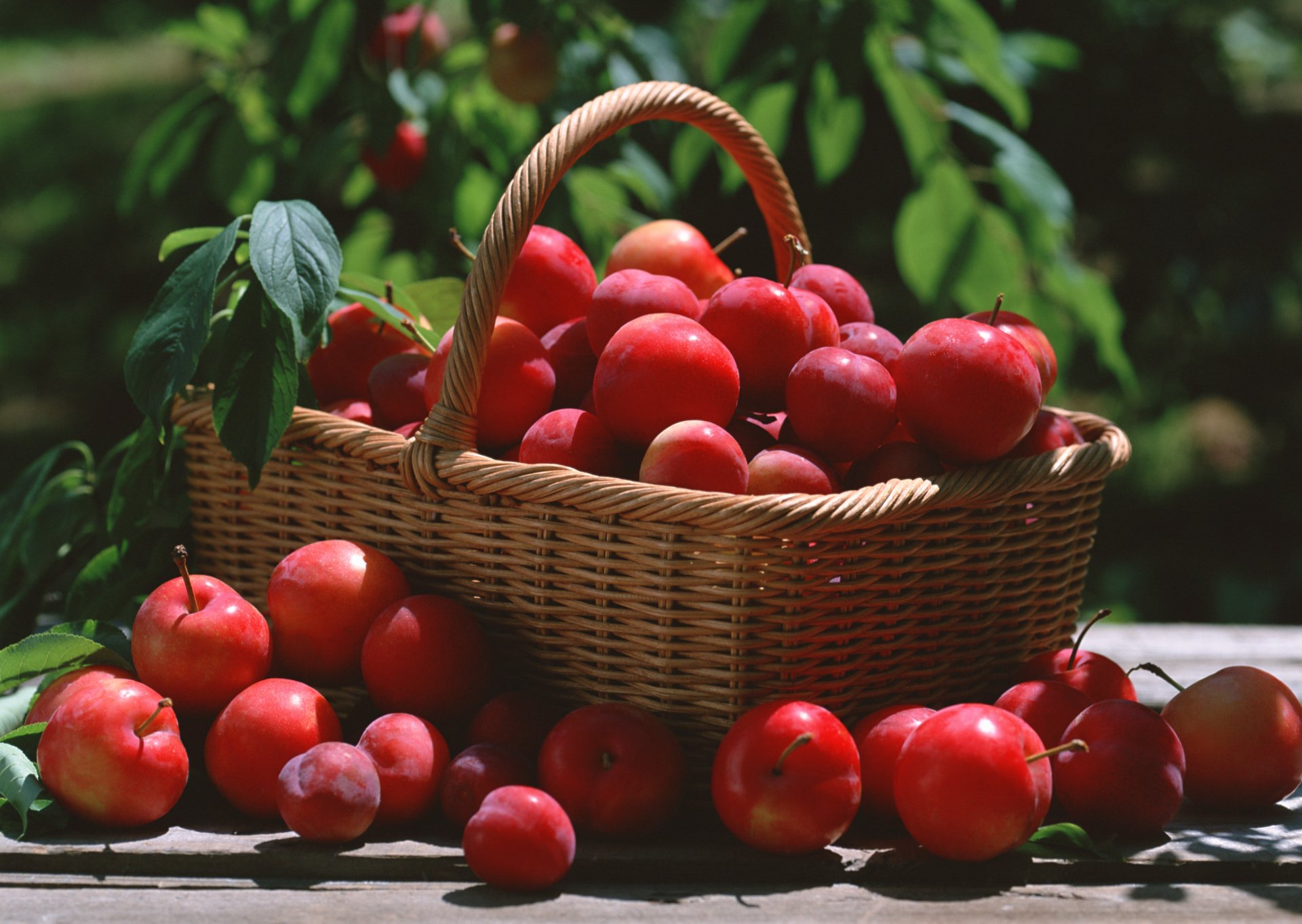 prune rouge panier feuilles