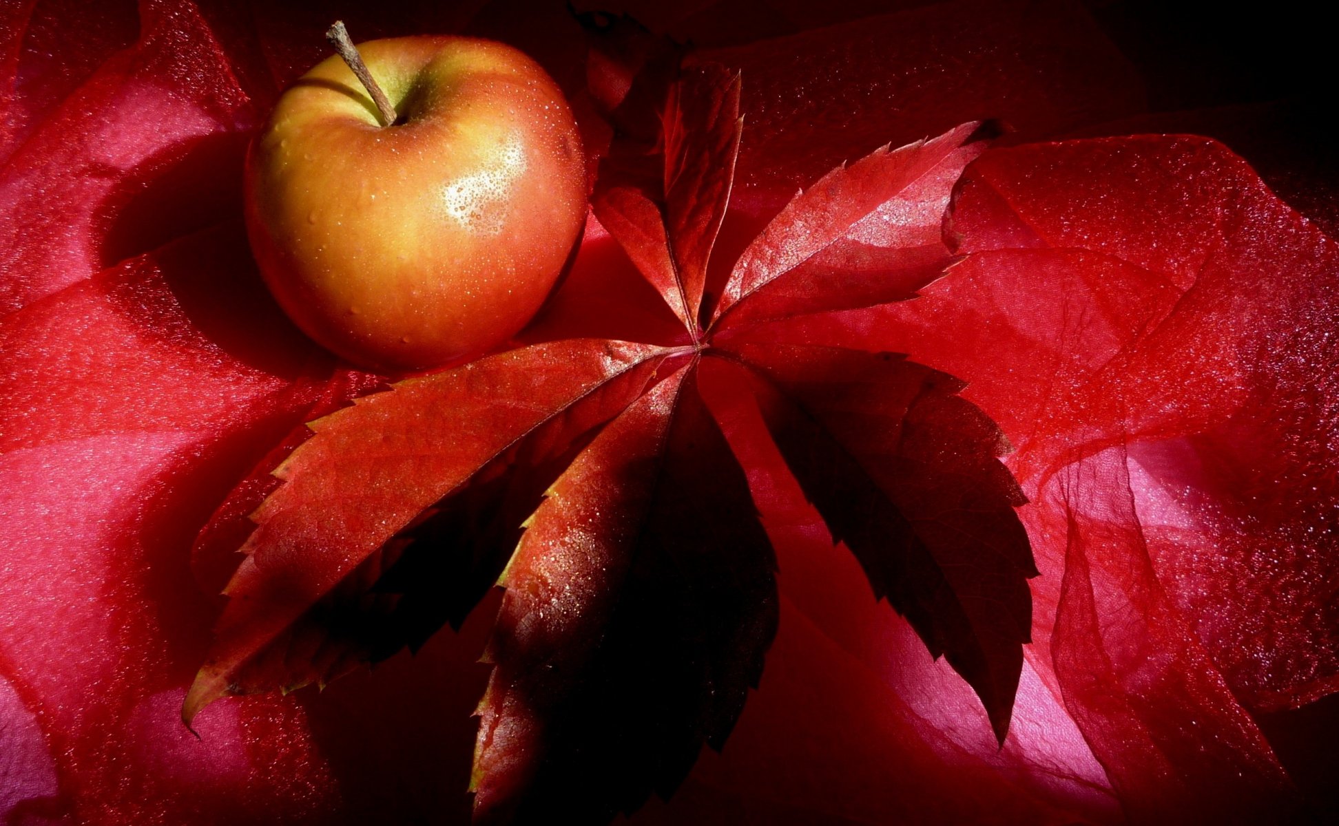 frucht apfel rot blatt stillleben rot