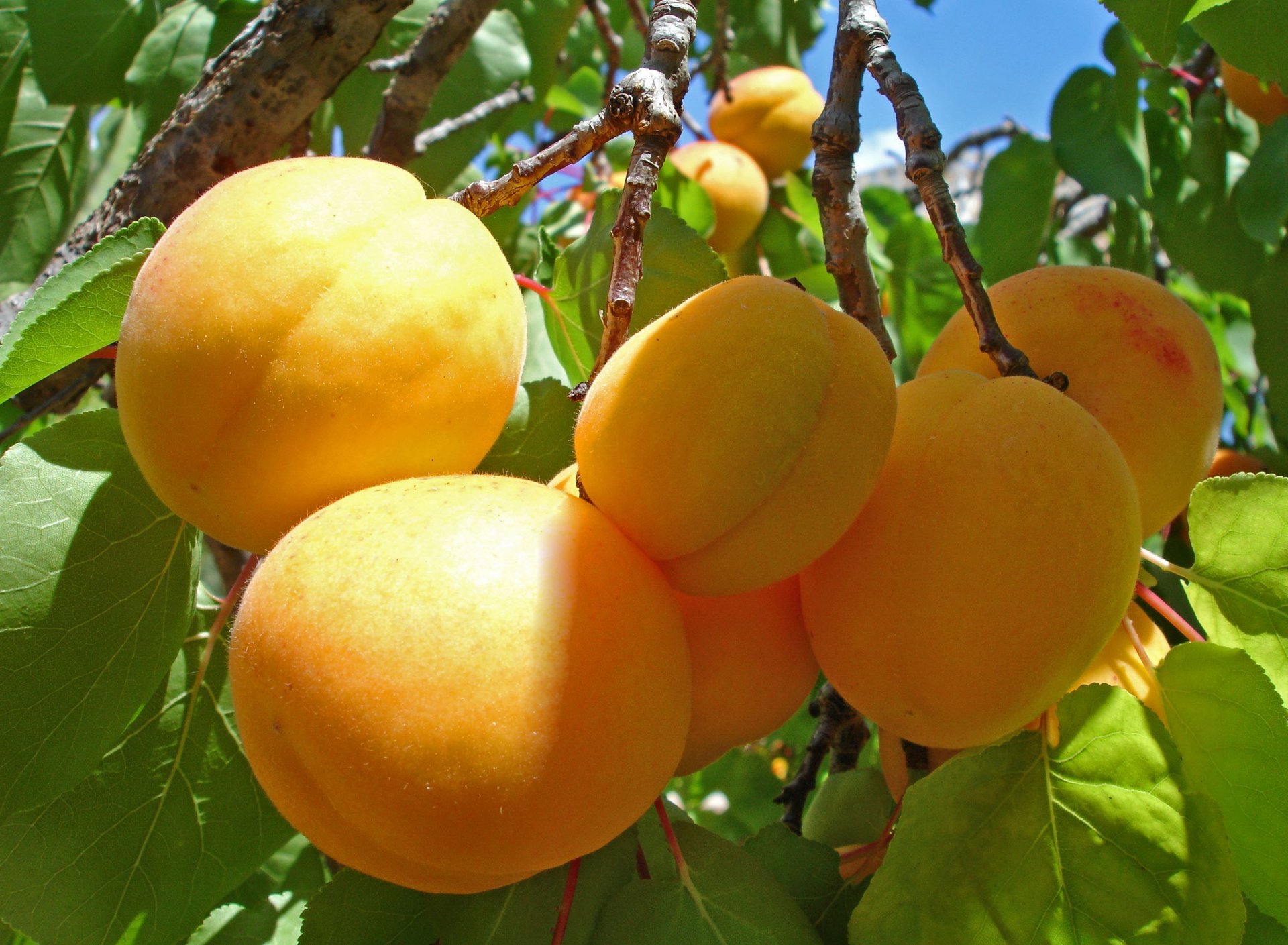 apricots tree branch