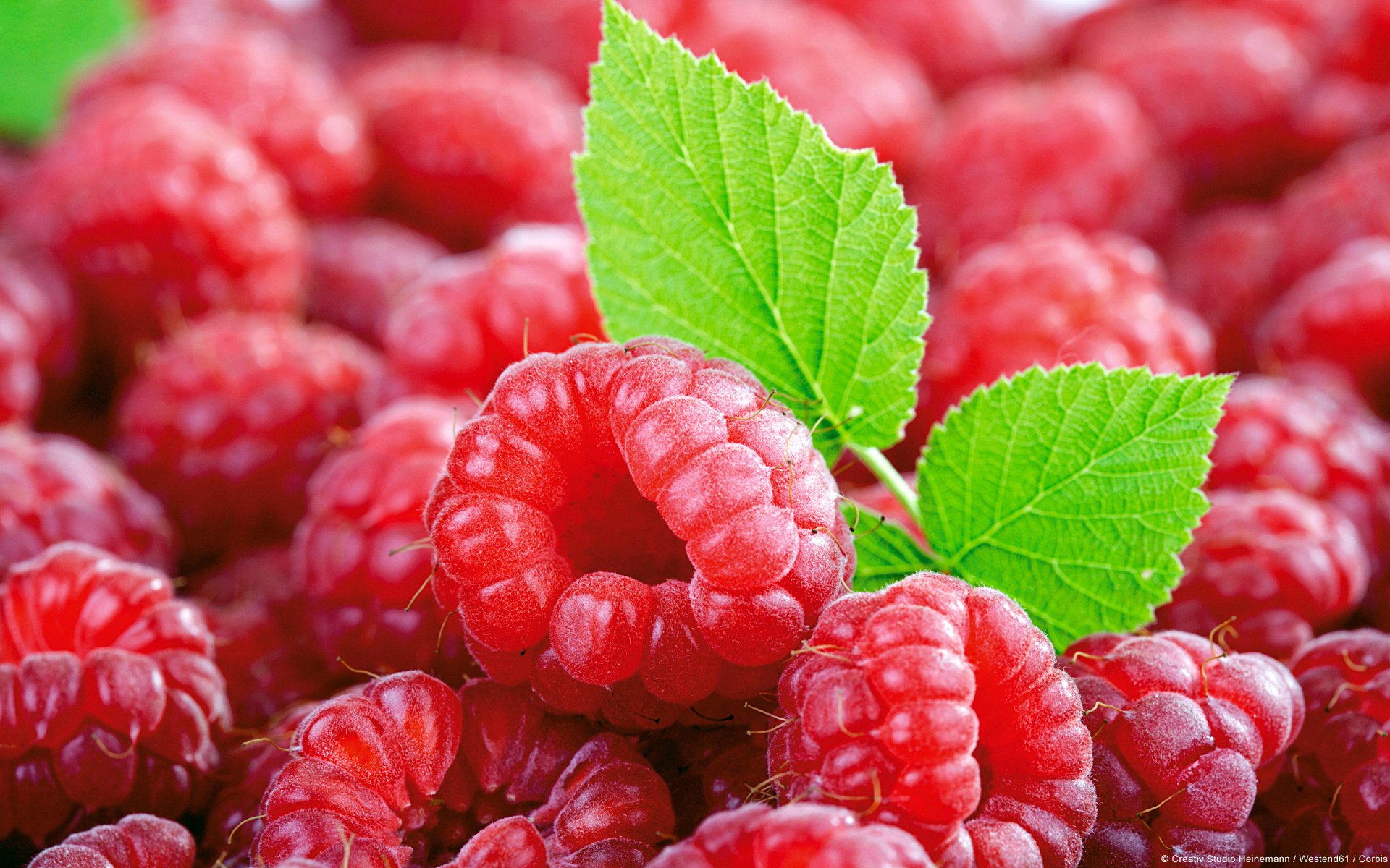 beeren himbeeren blätter