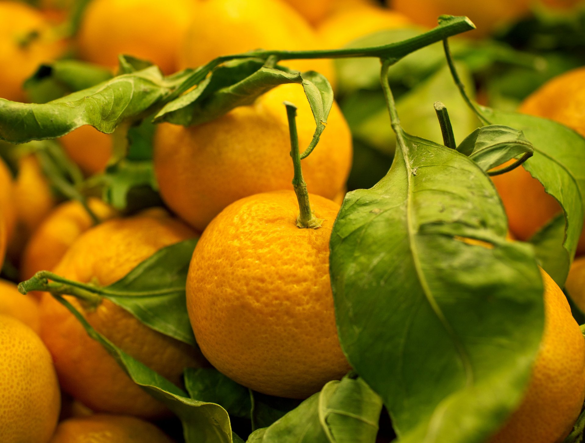 fruits mandarines délicatesse