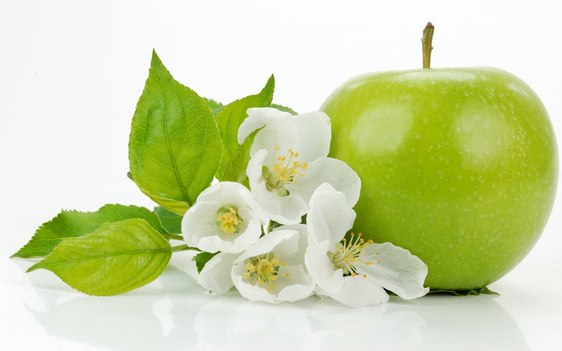 apple flower leave