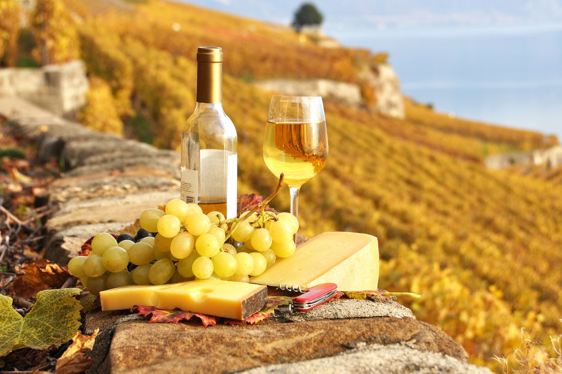 wino winogrona ser jedzenie