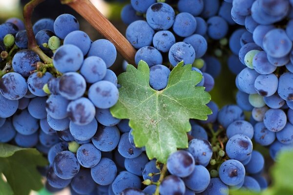 Macrofotografía. Foto de un racimo de uvas rojas