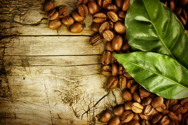 Coffee beans and green leaves on a wooden surface