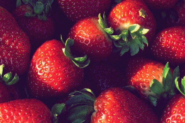 Macrophotographie. Photo de fraises mûres