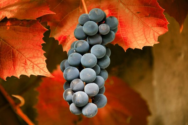 Uva autunnale su sfondo foglia arancione