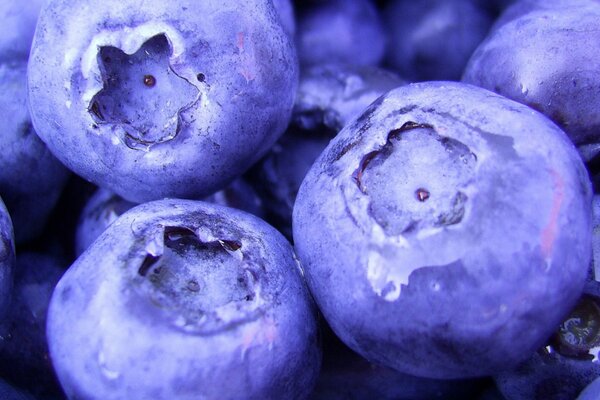 Makrofoto von Heidelbeeren