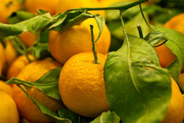 Photo des mandarines les plus savoureuses du site de culture