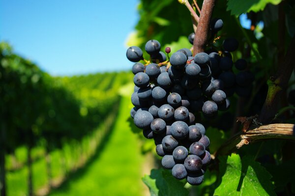 Branche de raisin bleu sur fond d herbe verte
